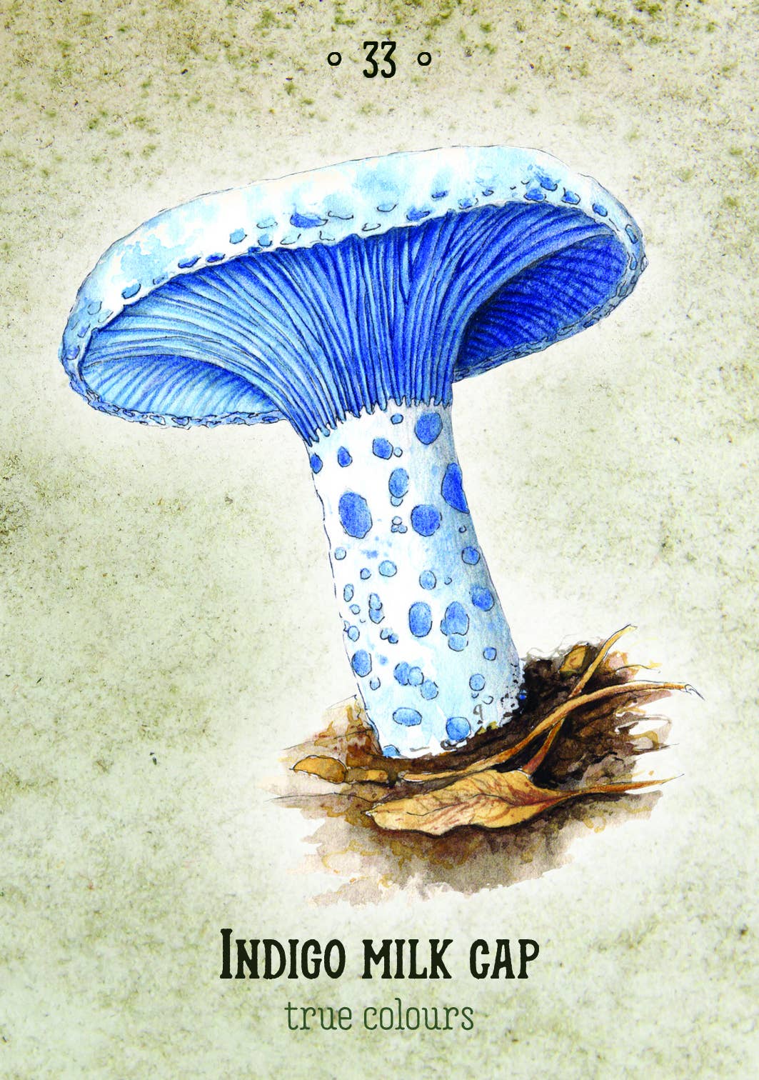 Mushroom Spirit Oracle(36 Cards & 112-Page Book)