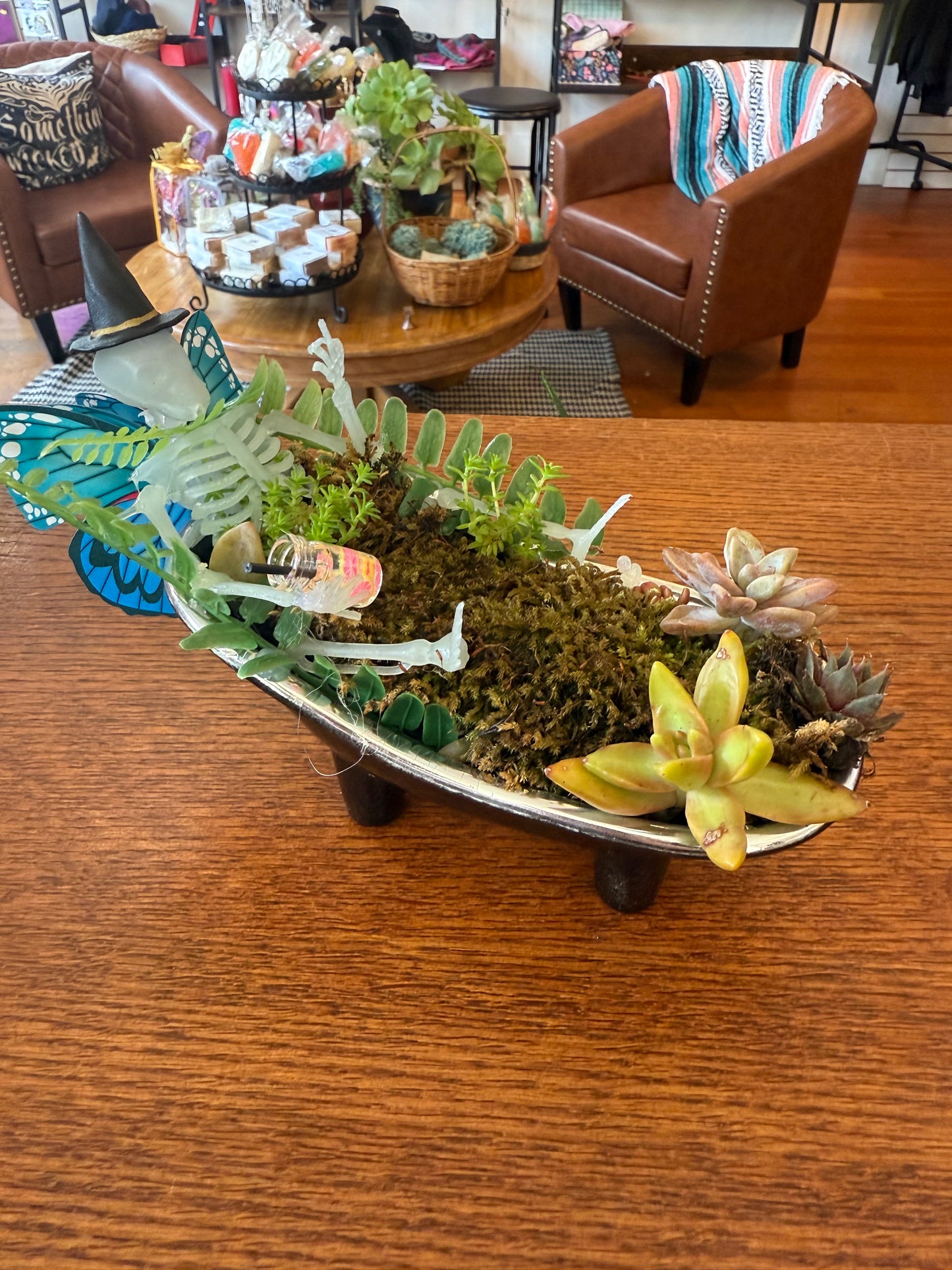 Dead Fairy in Bathtub Plant-Gypsy