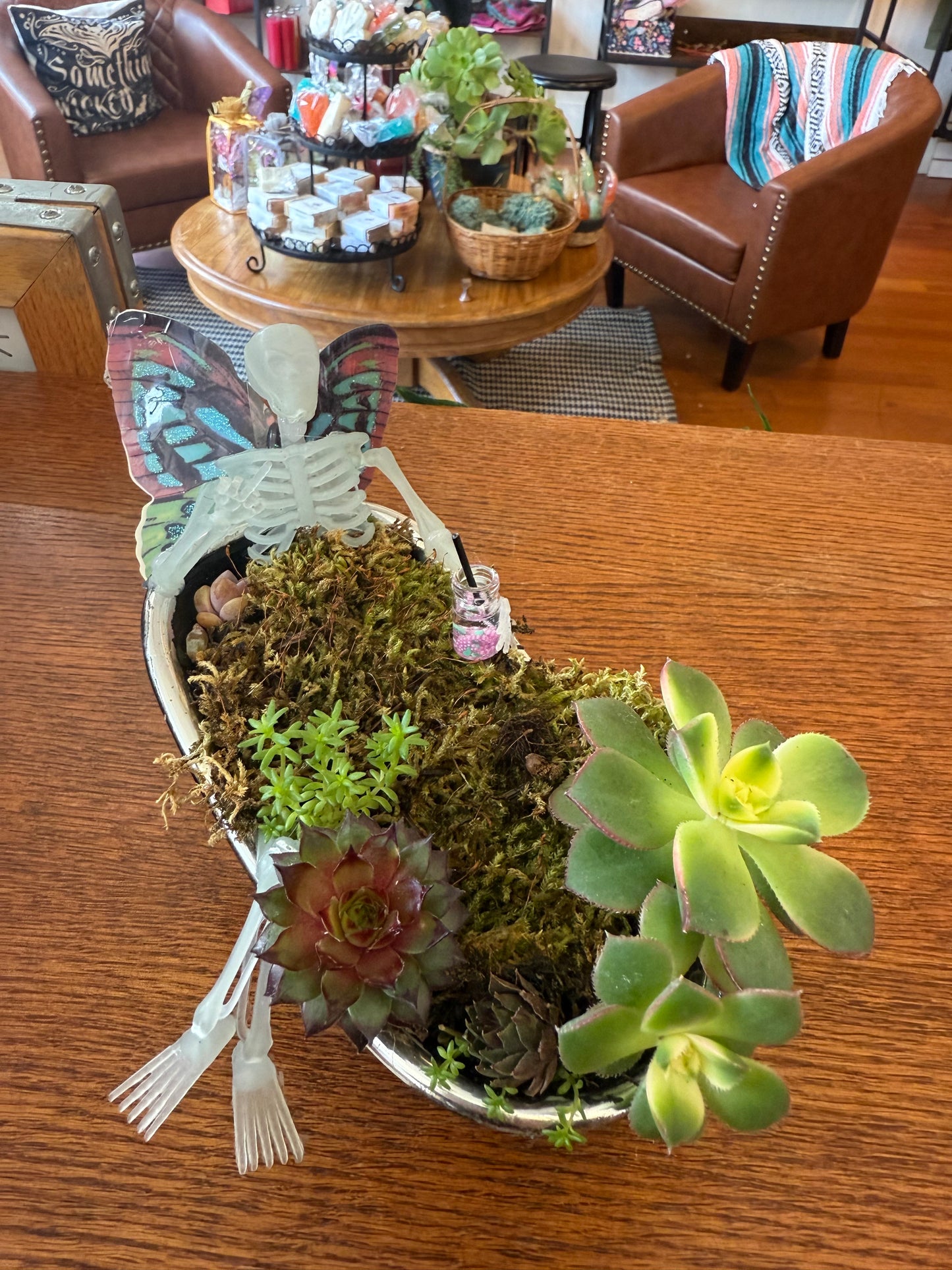 Dead Fairy in Bathtub Plant-Gypsy