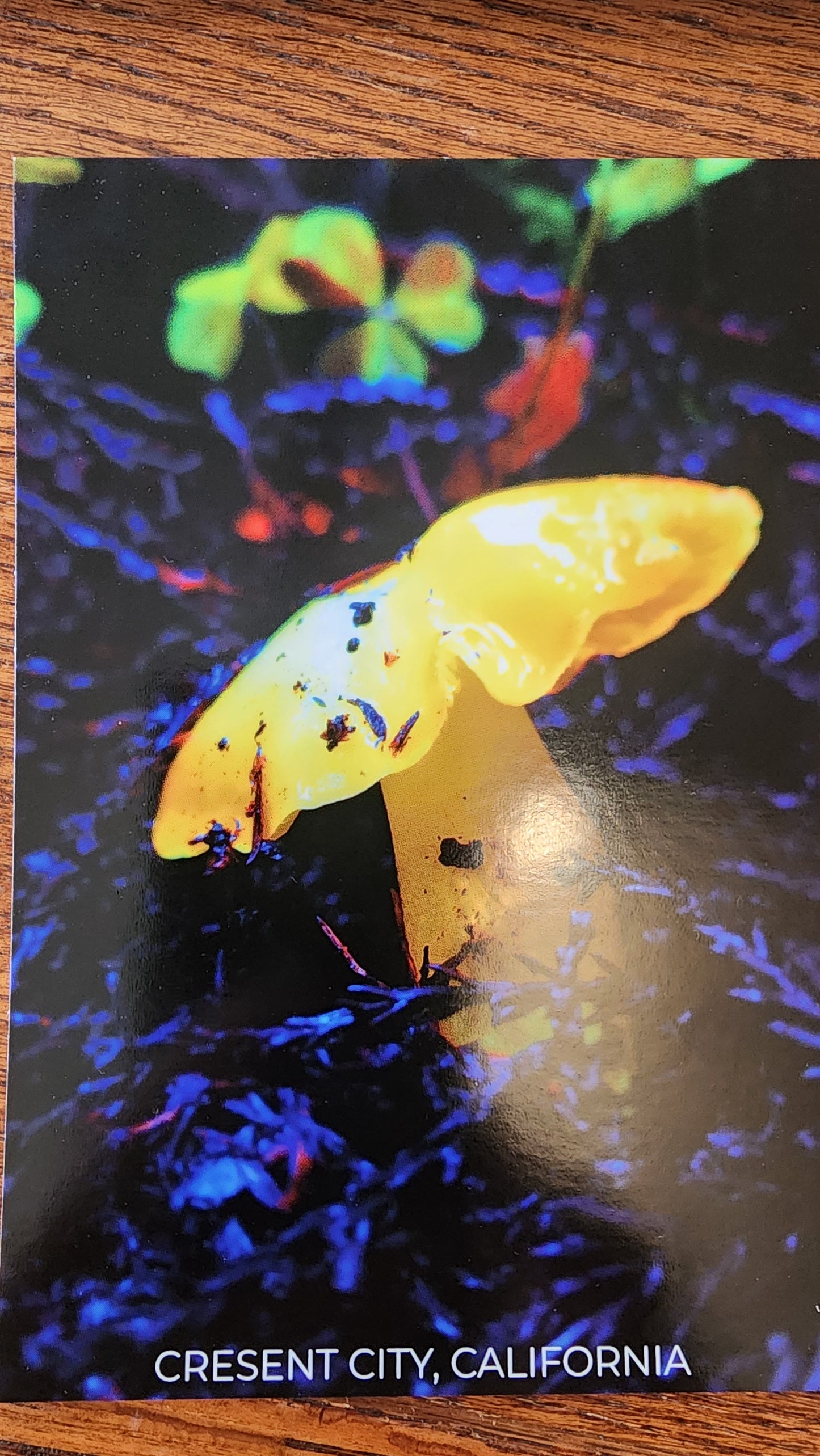 Local Nature Post Cards by SEVLYNN77 PHOTOGRAPHY