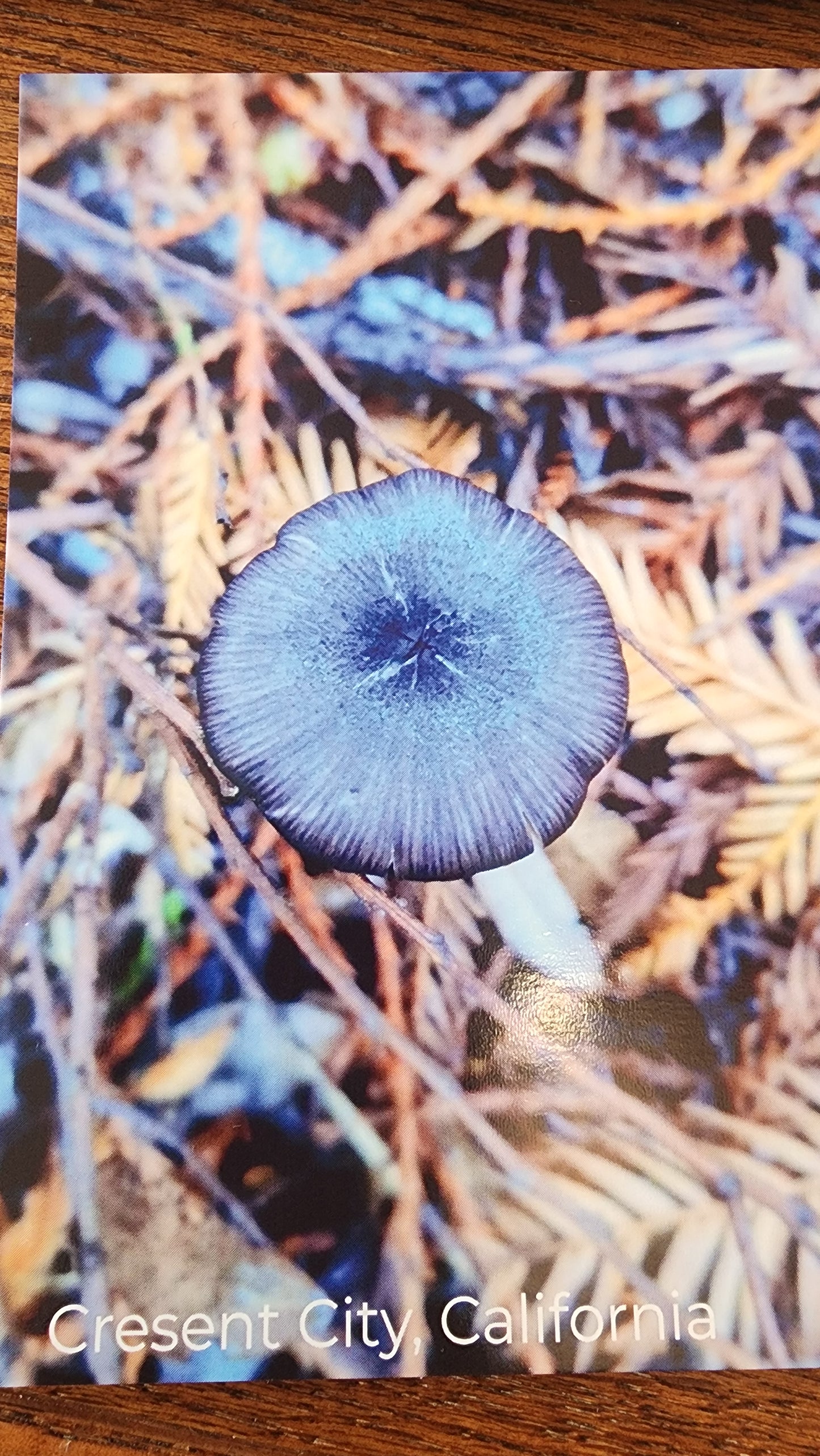 Local Nature Post Cards by SEVLYNN77 PHOTOGRAPHY