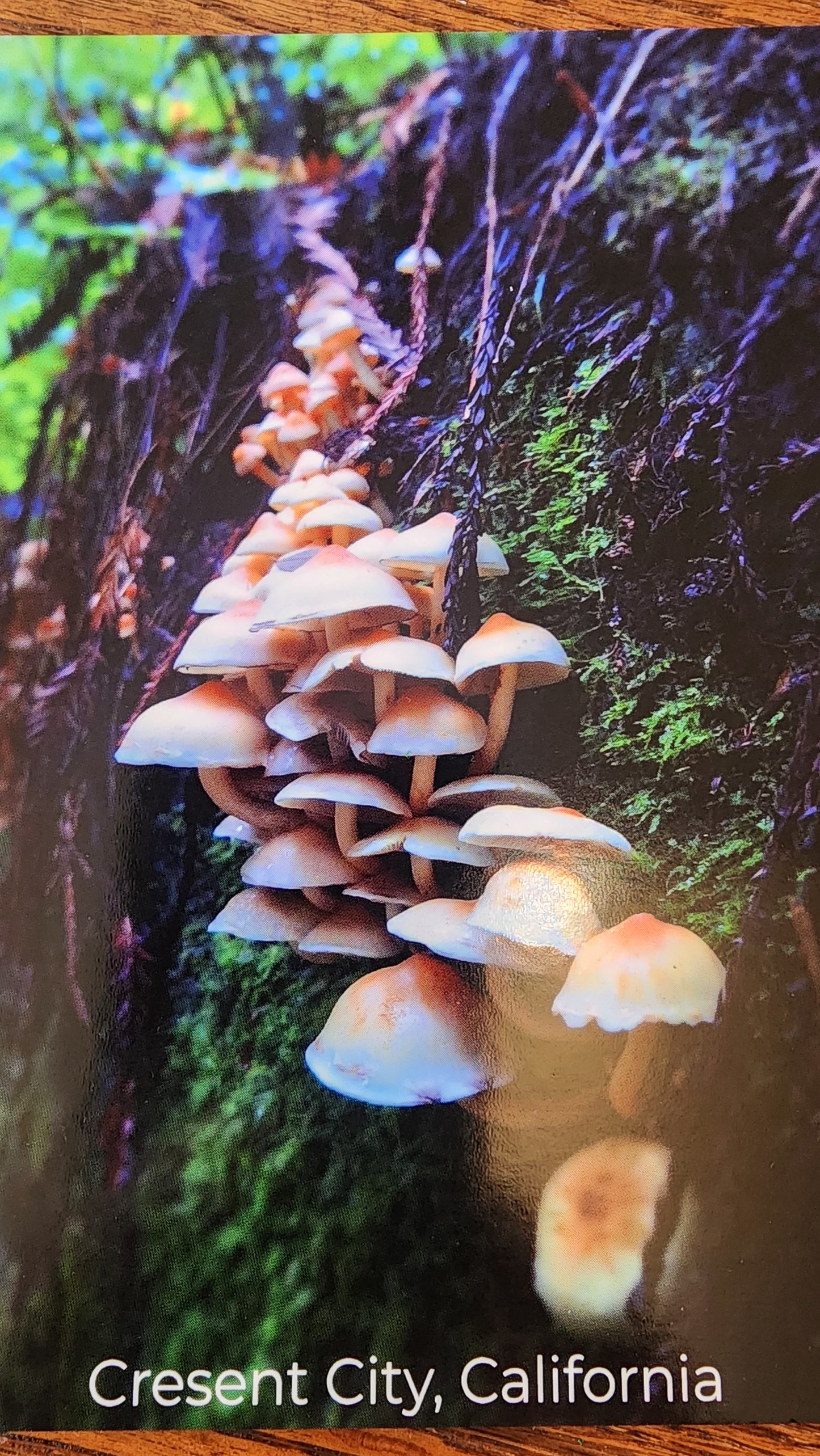 Local Nature Post Cards by SEVLYNN77 PHOTOGRAPHY