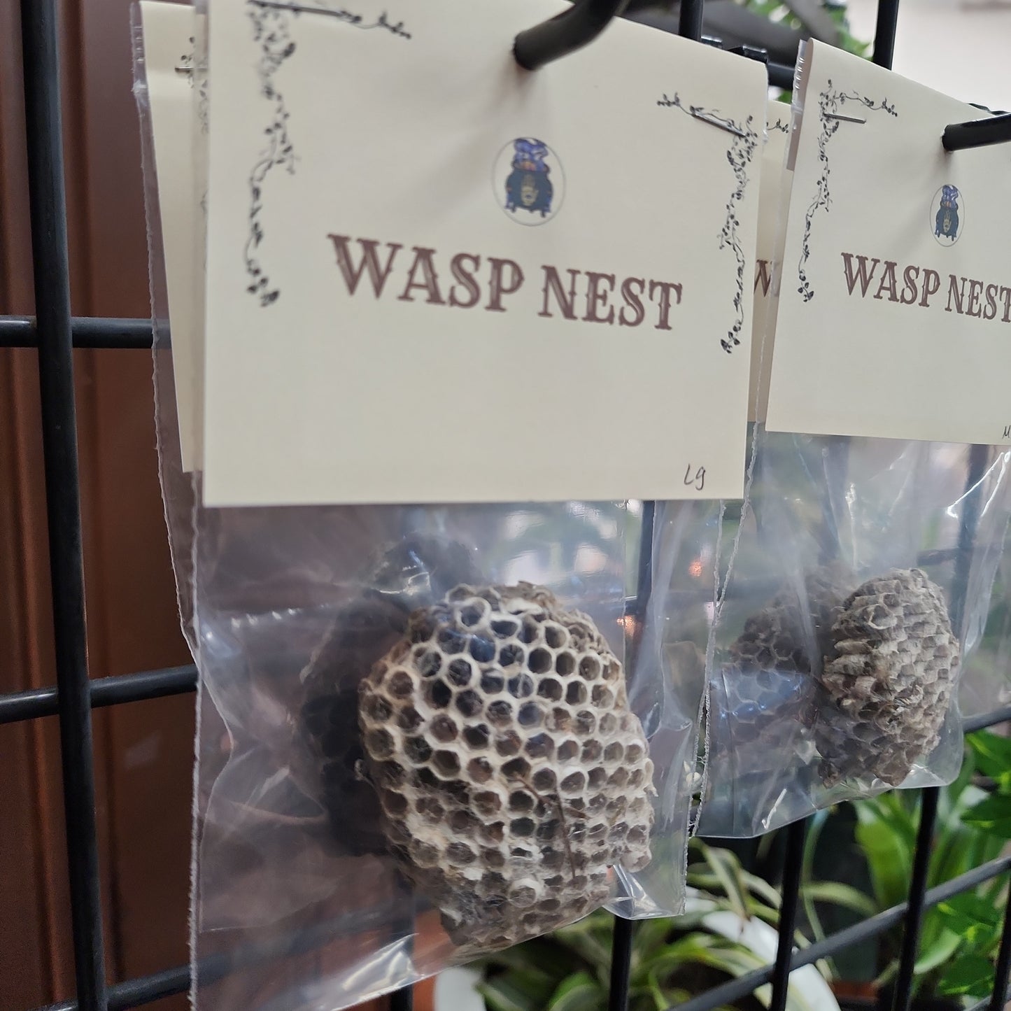 Wasp Nest