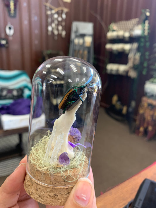 Mystic Eclipse Creations | Beetle Specimen Jar | Oddities Art