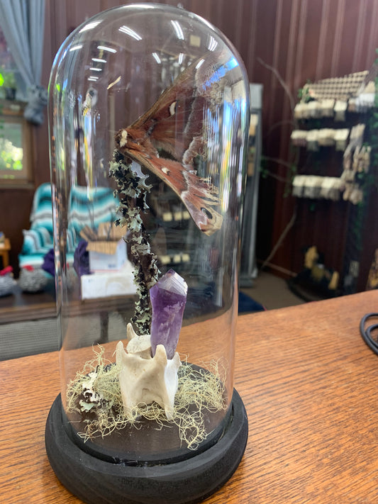 Mystic Eclipse Creations | Moth Specimen Jar | Oddities Art