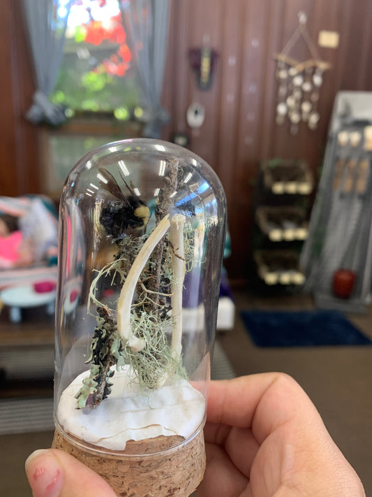 Mystic Eclipse Creations | Bee Specimen Jar | Oddities Art