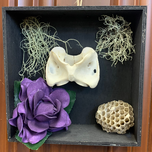 Mystic Eclipse Creations | Bone Art Shadow Box | Oddities Art